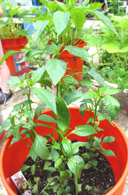hot-cherry-peppers