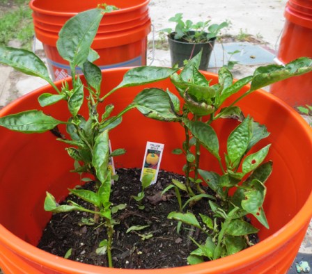 yellow-purple-peppers